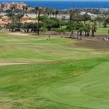 Gaviota Caleta de Fuste